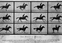 Create a Video From Images - horse